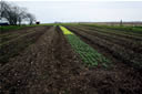 Lettuce field